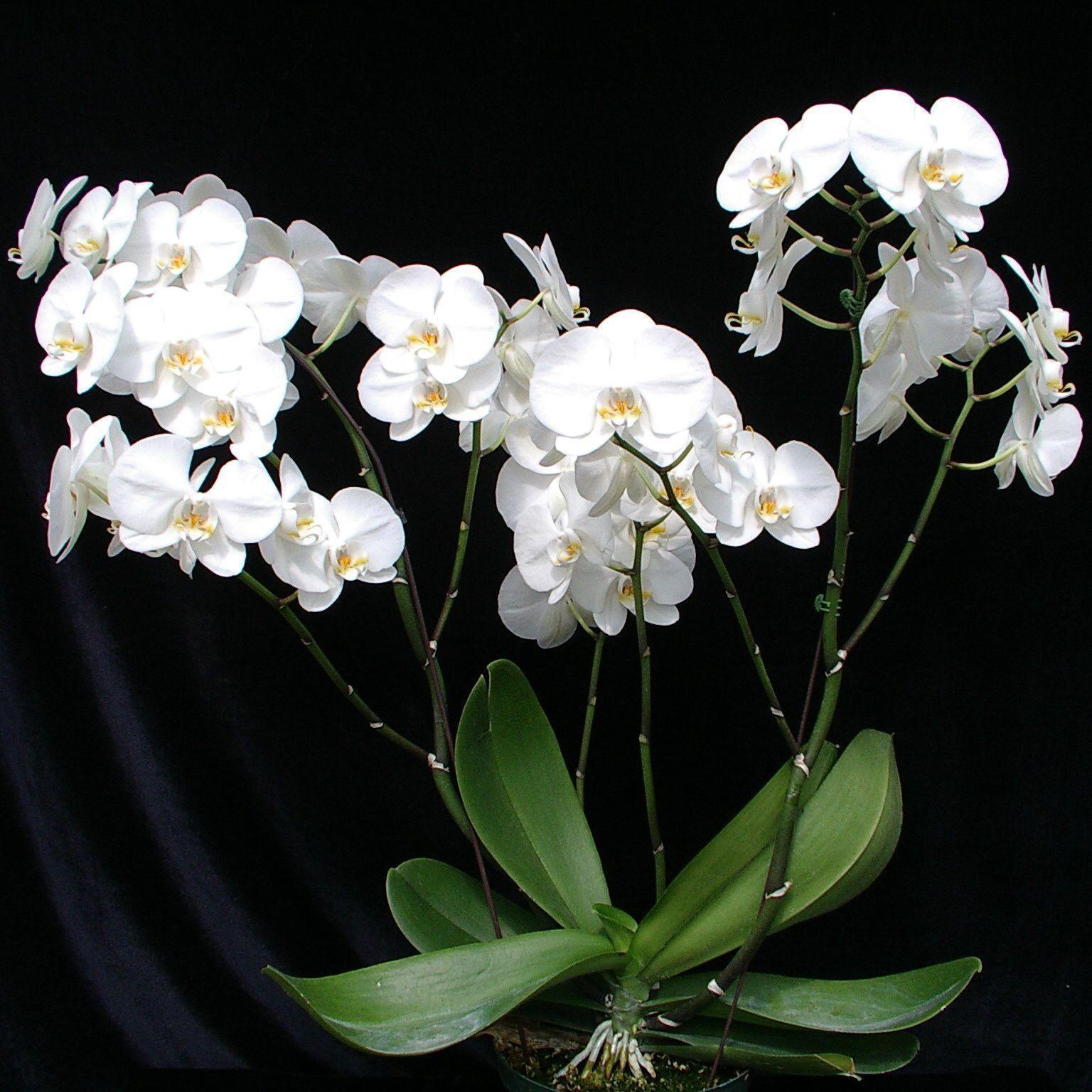 White Orchid Wallpapers Wallpaper Cave