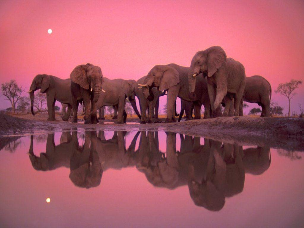 Elephant Wallpapers Wallpaper Cave