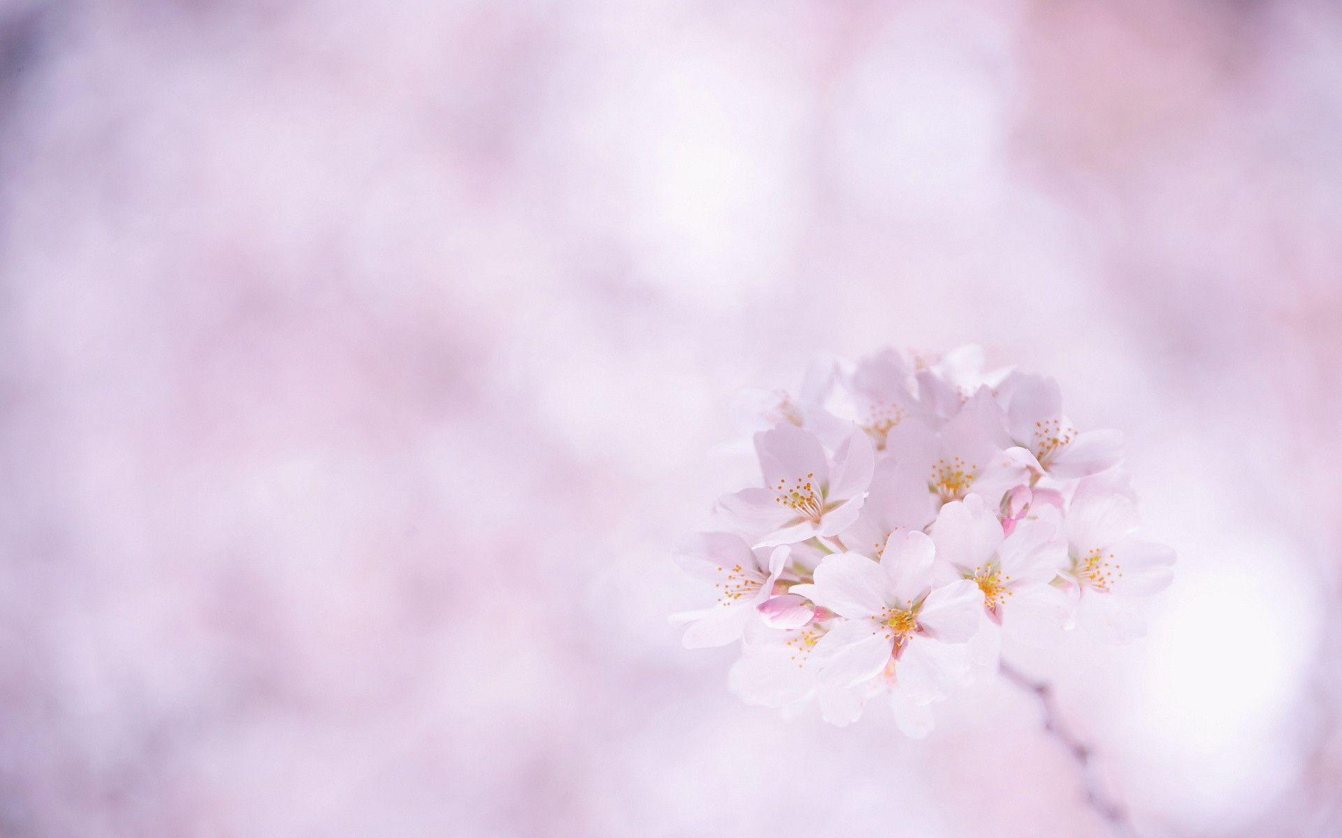 Sakura Flower Wallpapers Wallpaper Cave