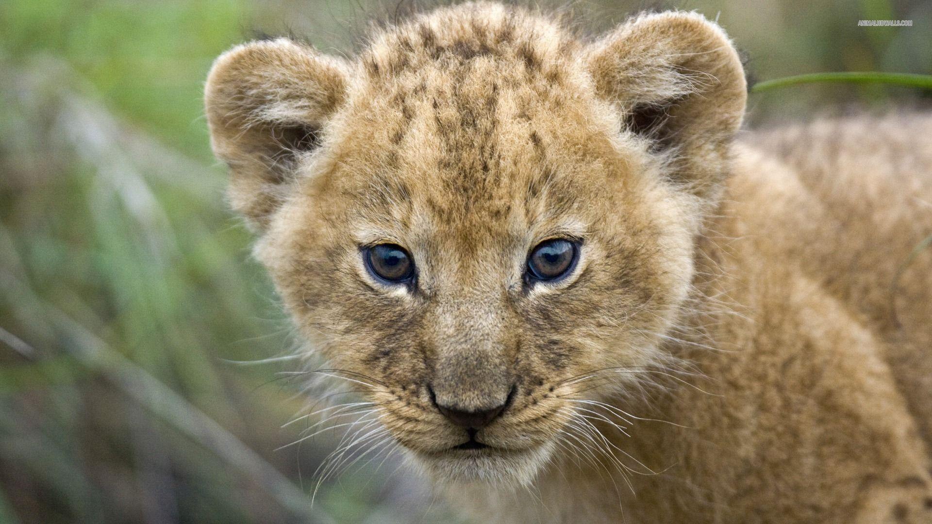Lion Cub Wallpapers Wallpaper Cave