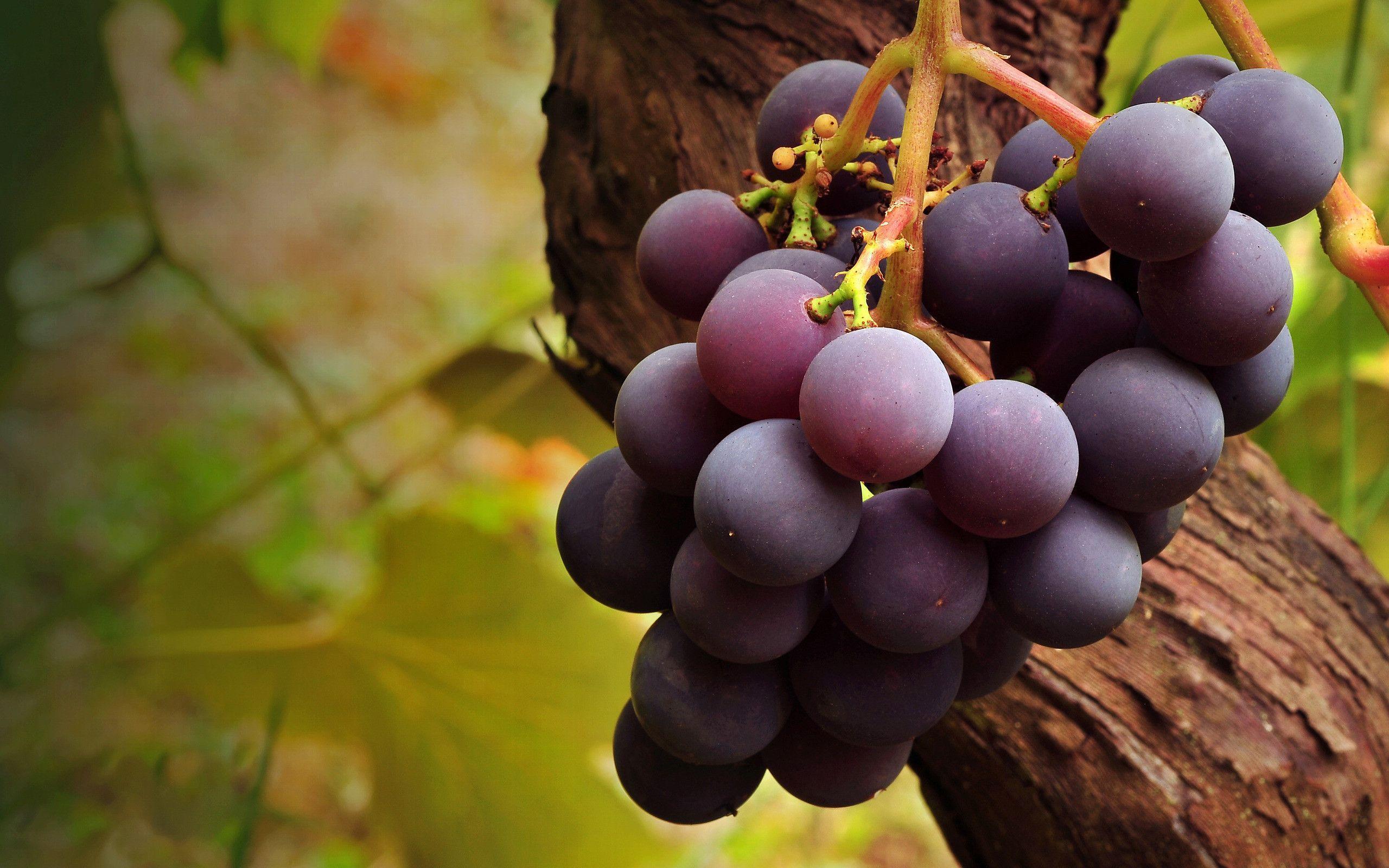 Wallpapers Grapes Wallpaper Cave