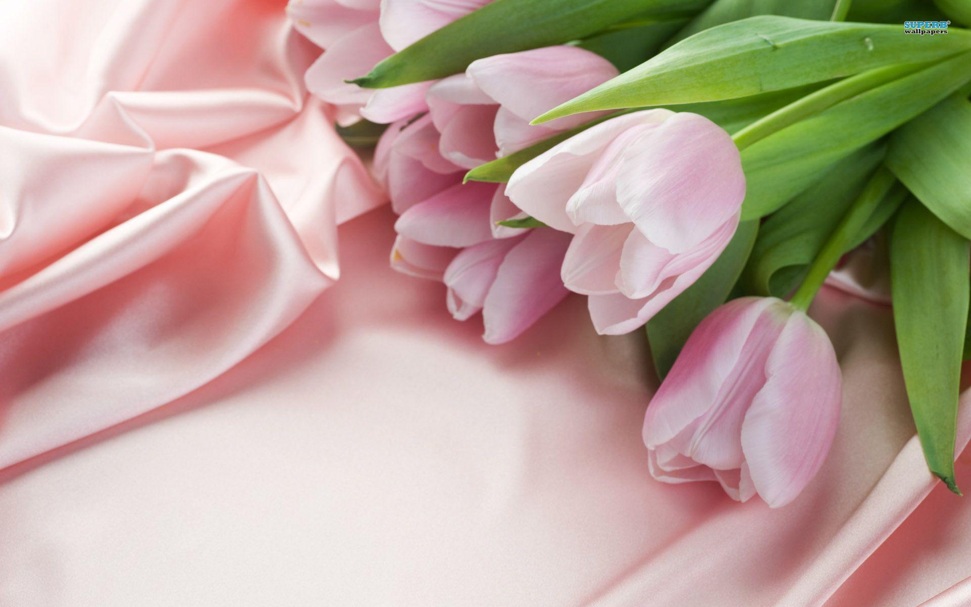 Pink Tulips Wallpapers Wallpaper Cave