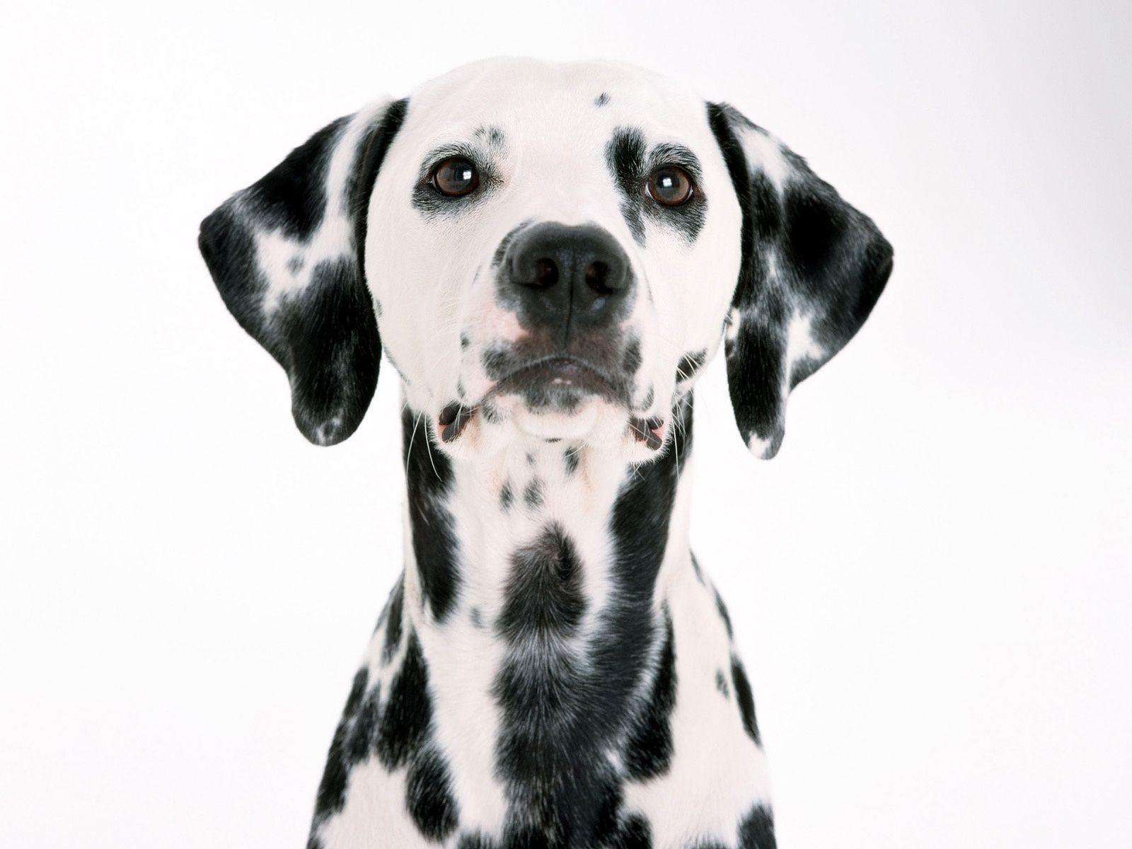 Dalmatian Wallpapers Wallpaper Cave