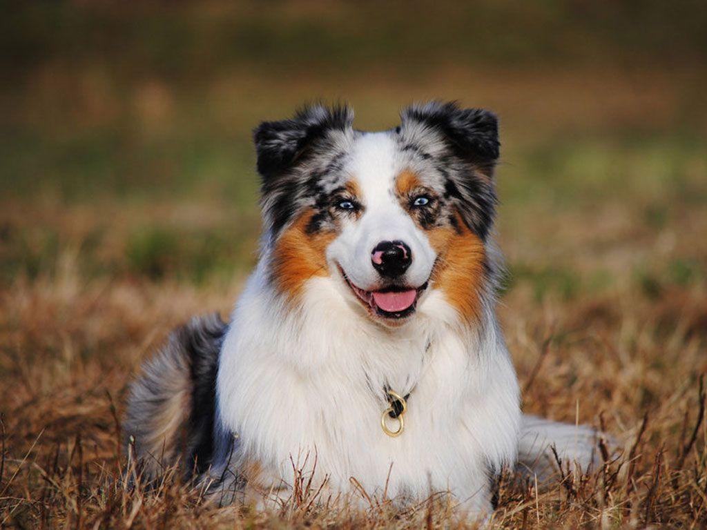 Australian Shepherd Wallpapers Wallpaper Cave