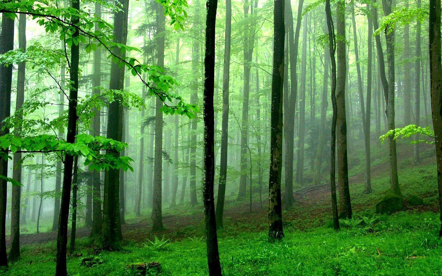 Green Forest Wallpapers Wallpaper Cave