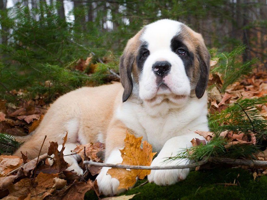 St Bernard Wallpapers Wallpaper Cave
