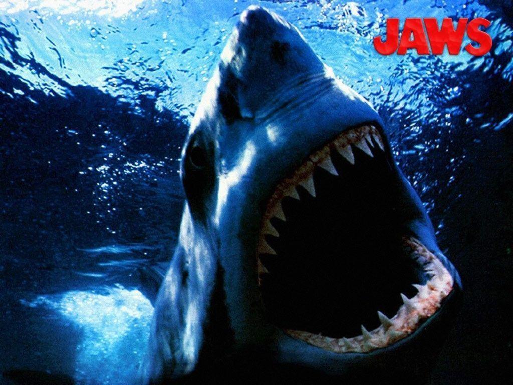 Jaws Wallpapers Wallpaper Cave