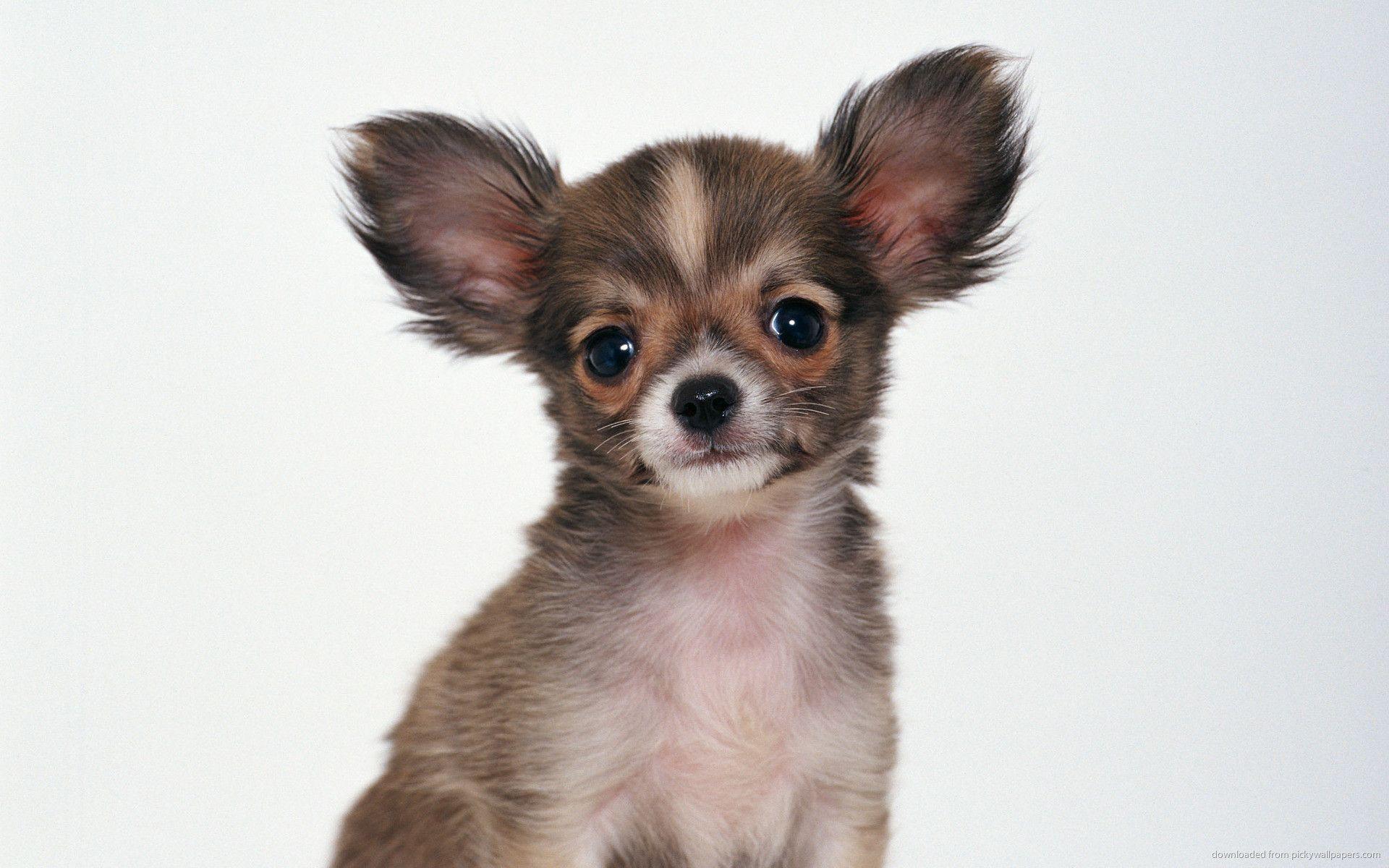 Chihuahua Wallpapers Wallpaper Cave