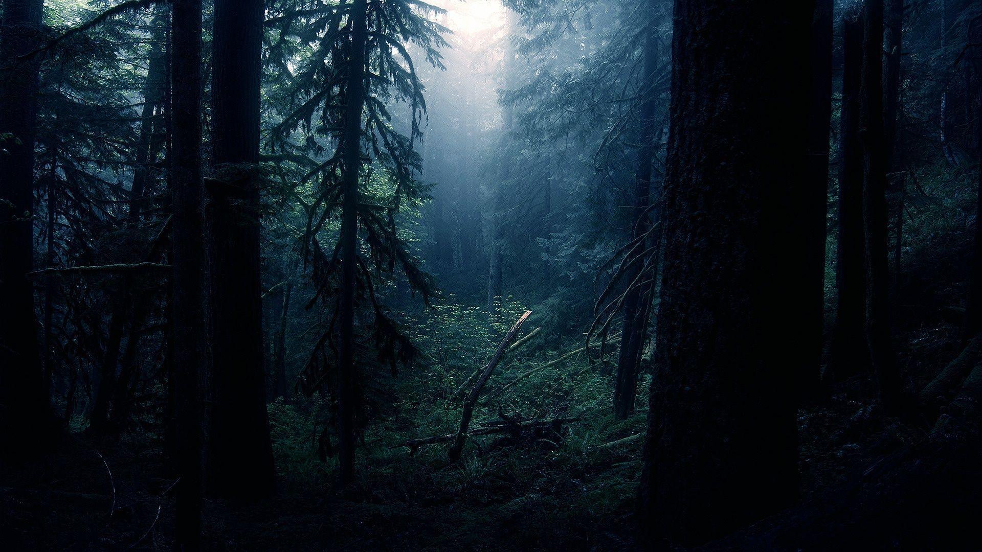 Black Forest Wallpapers Wallpaper Cave