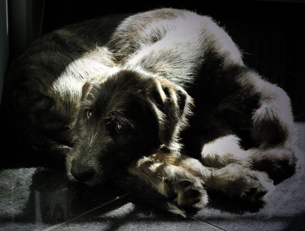 Irish Wolfhound Wallpapers Wallpaper Cave