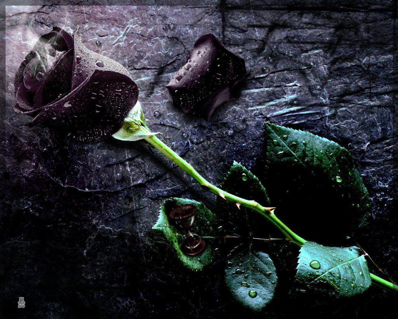Wallpapers Black Rose Wallpaper Cave