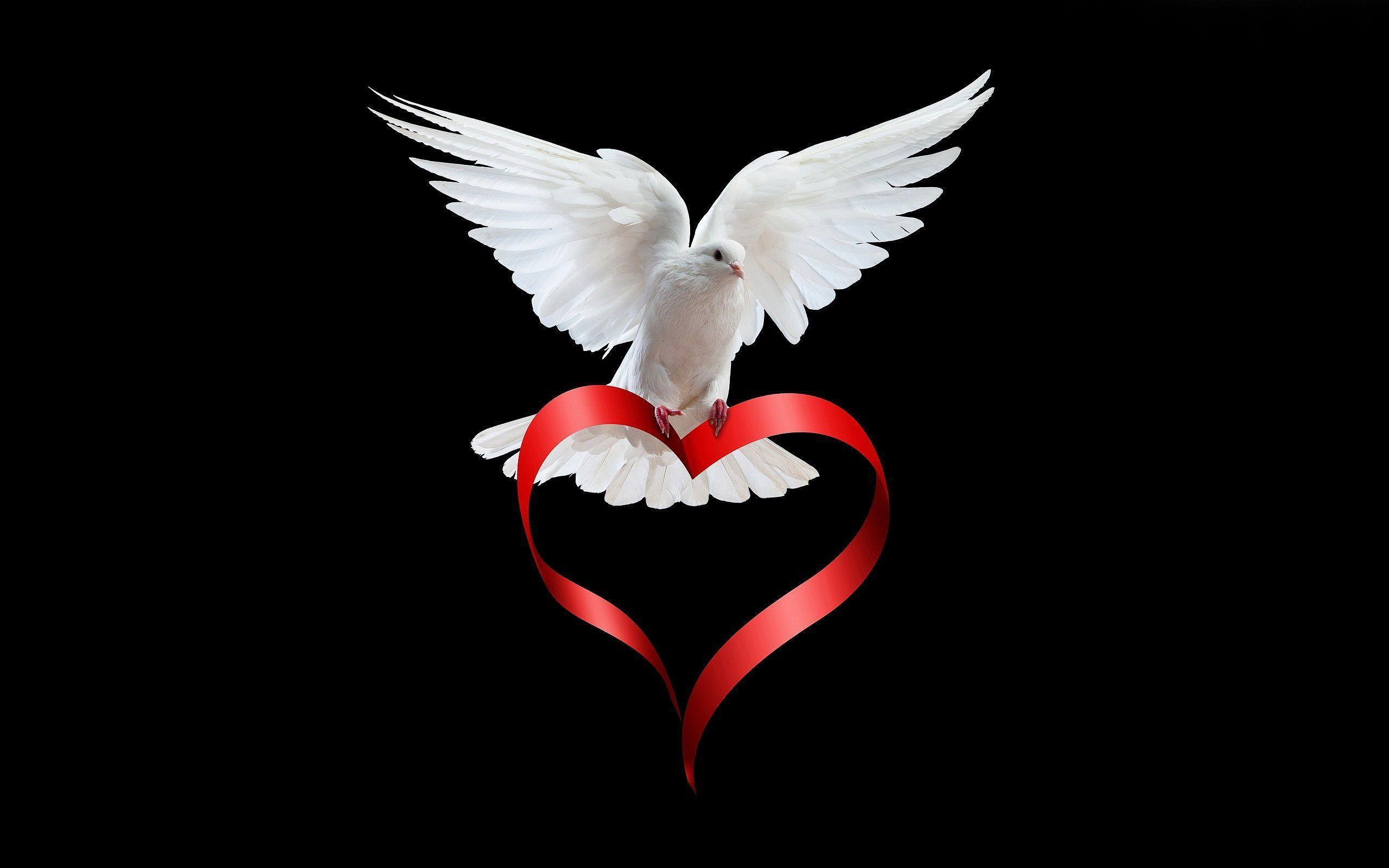 White Dove Wallpapers Wallpaper Cave