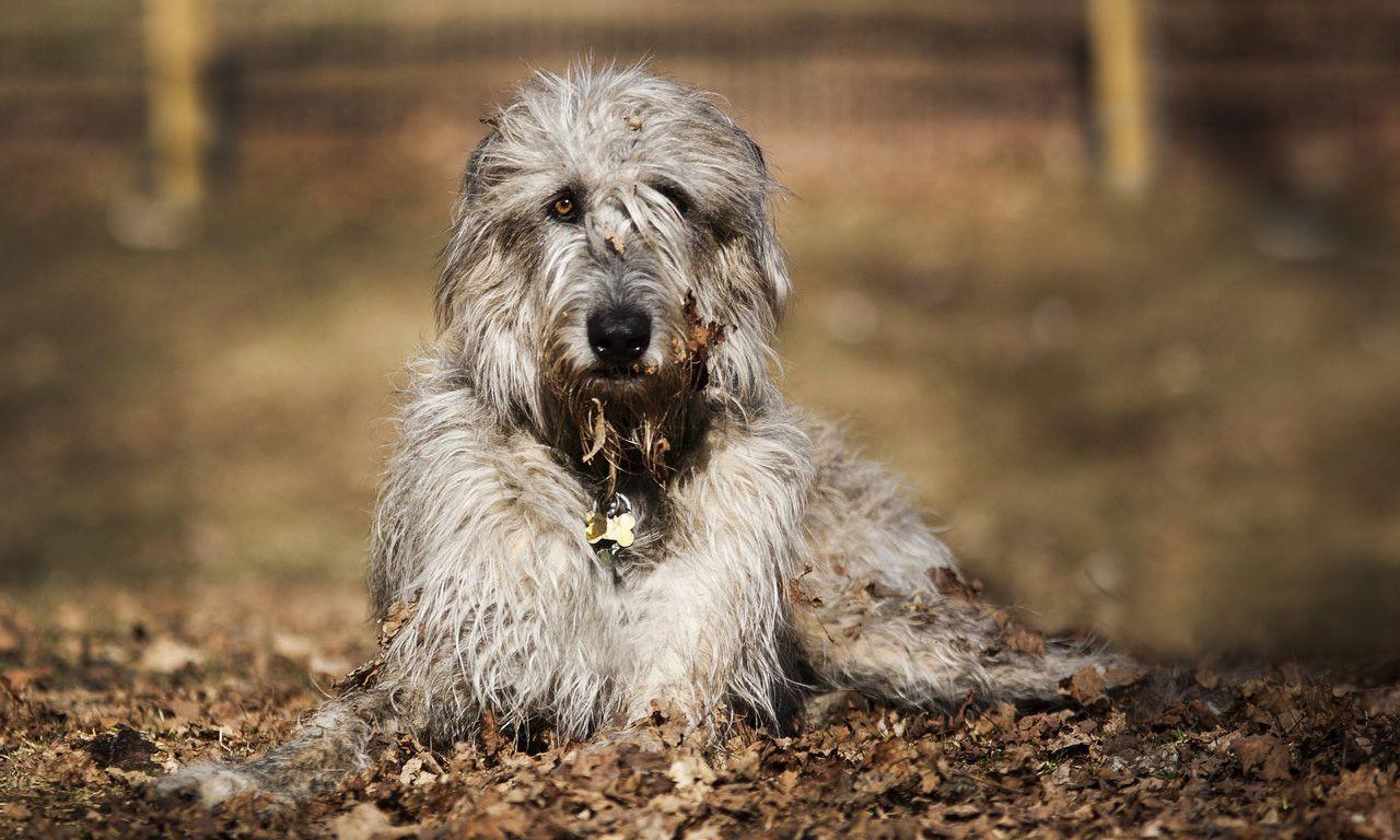 Irish Wolfhound Wallpapers Wallpaper Cave