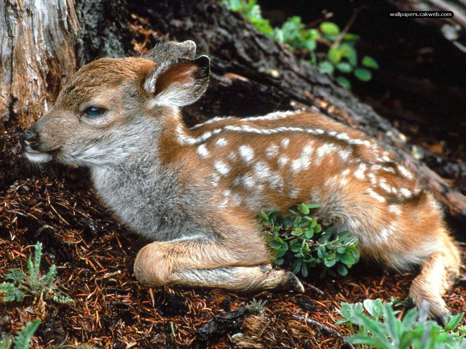 Baby Animals Wallpapers Wallpaper Cave