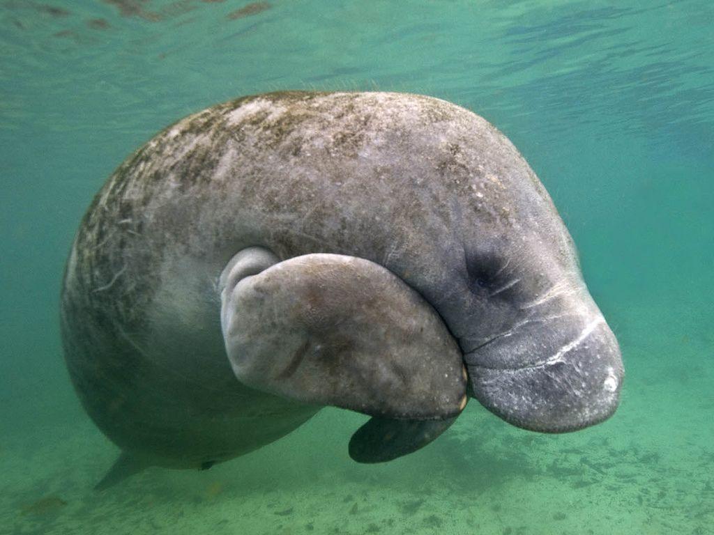 Manatee Wallpapers Wallpaper Cave