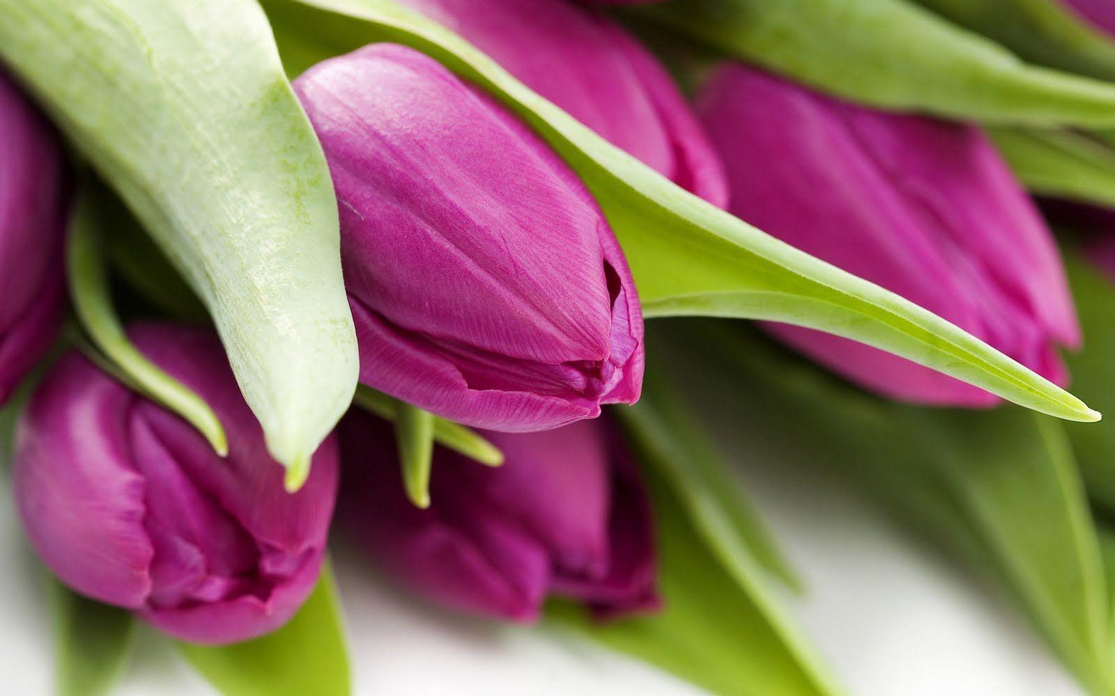 Tulip Wallpapers Wallpaper Cave