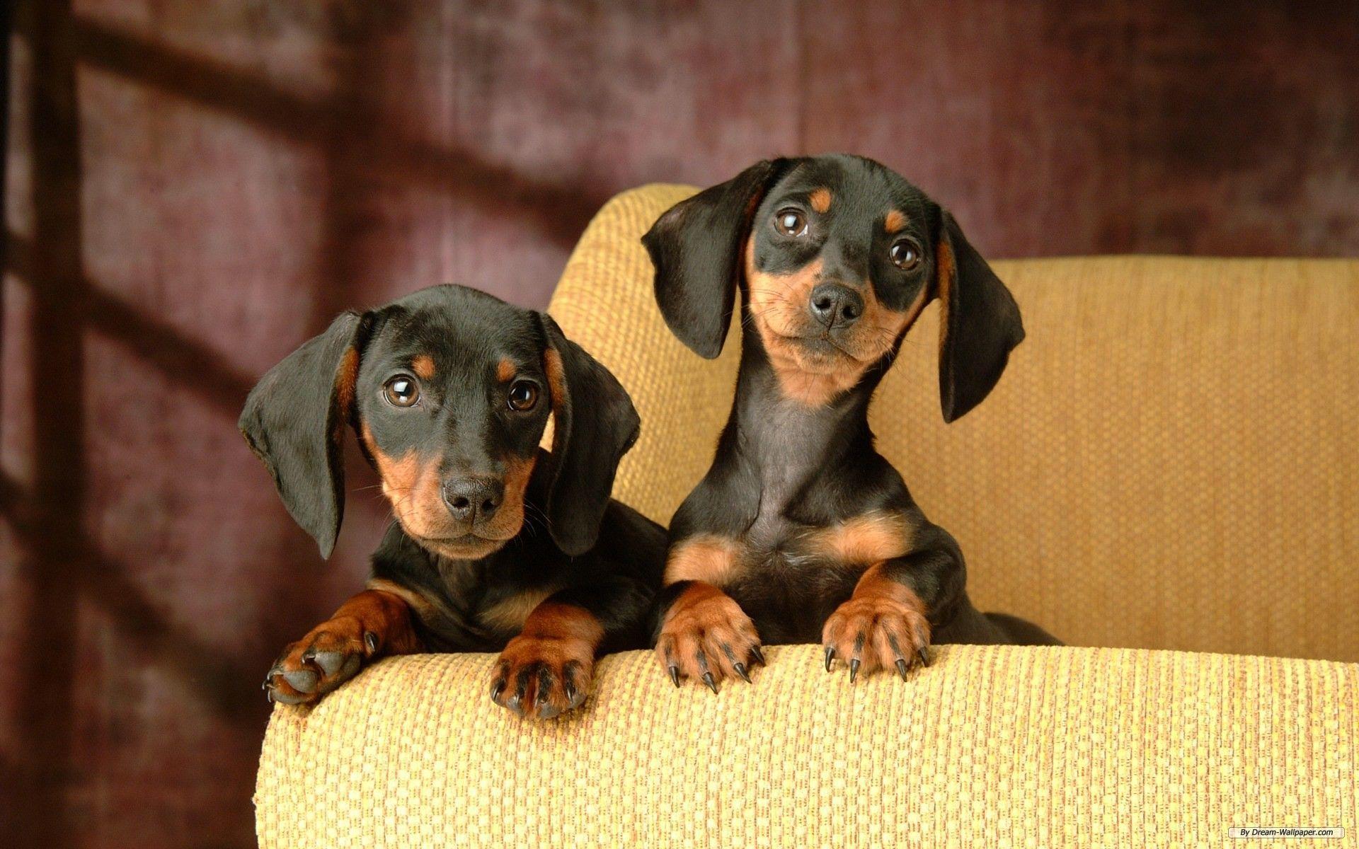Dachshund Wallpapers Wallpaper Cave