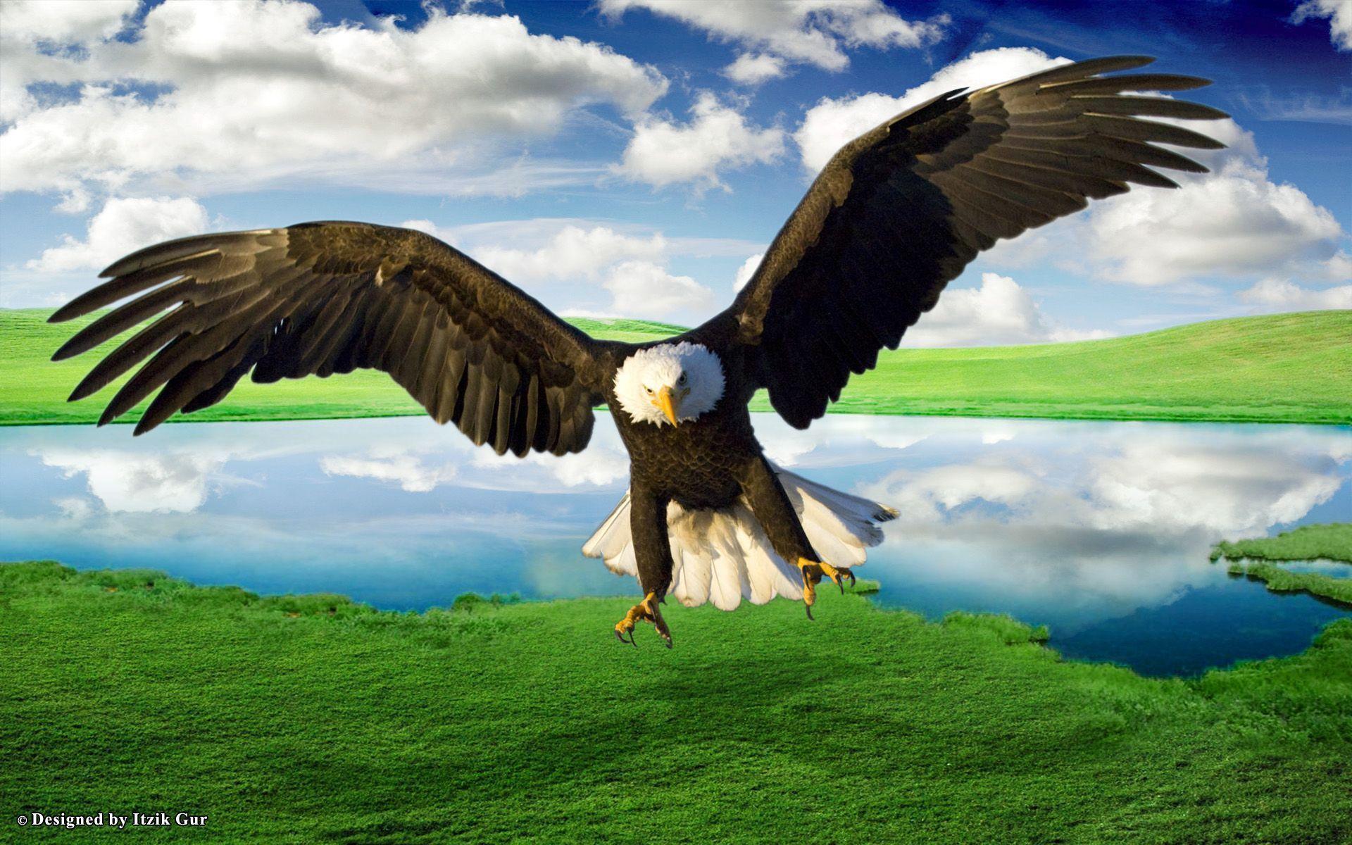 Flying Eagle Wallpapers Wallpaper Cave