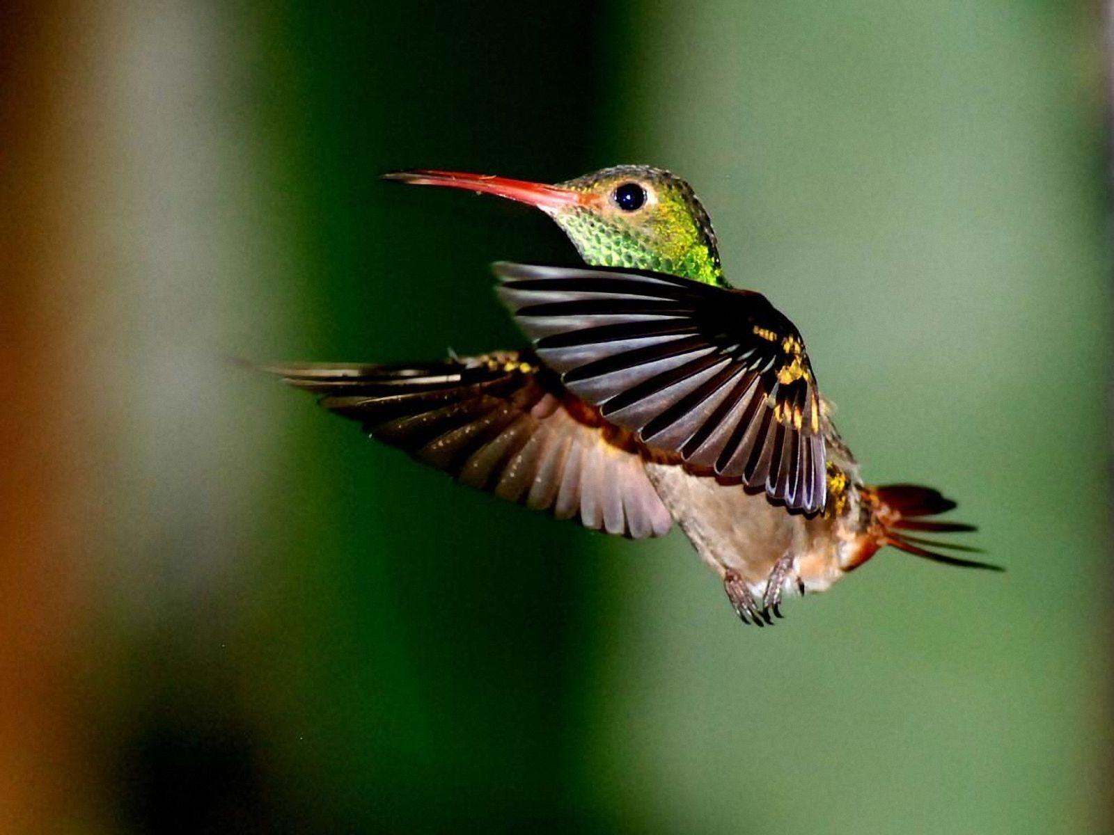 Free Hummingbird Wallpapers Wallpaper Cave