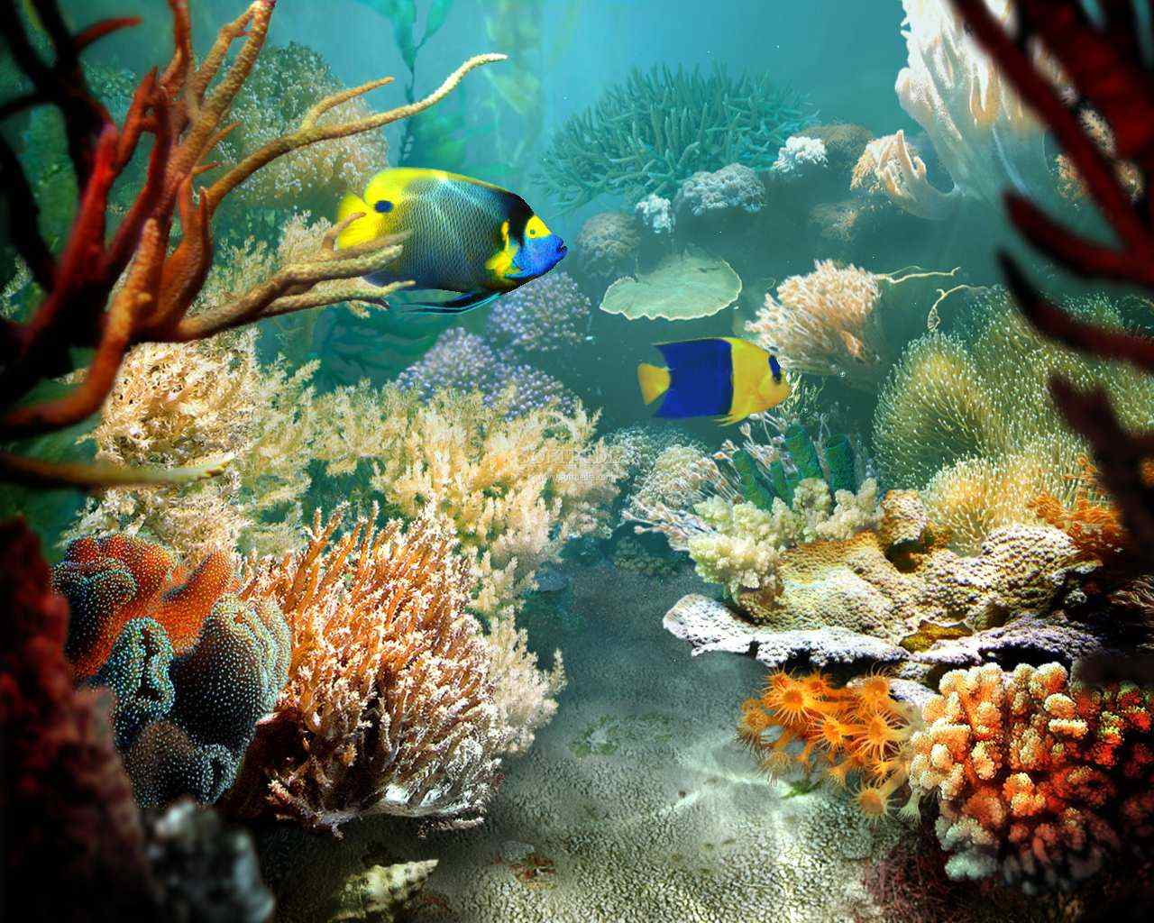 Sea Life Wallpapers Wallpaper Cave