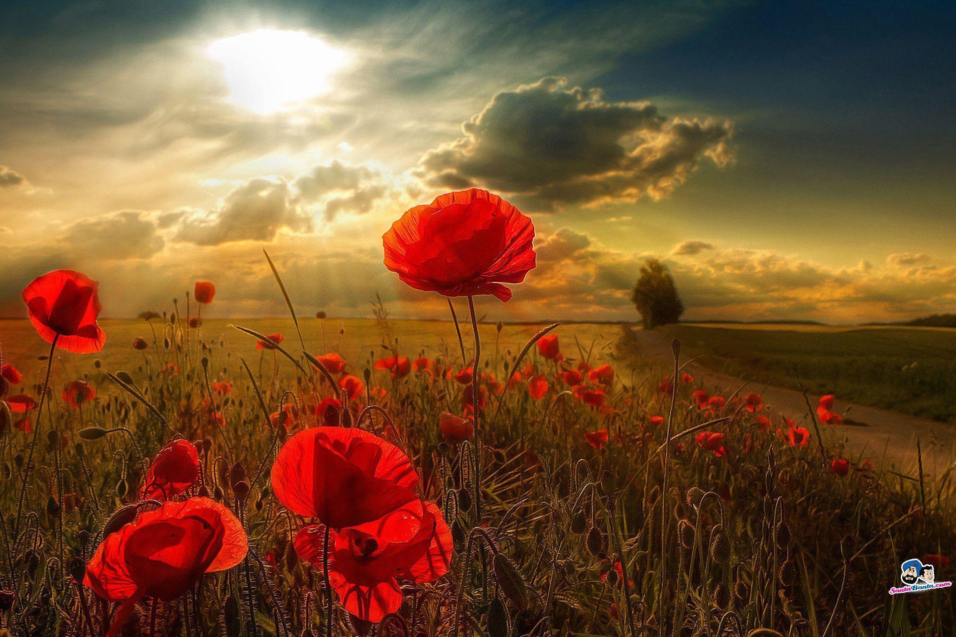 Red Poppy Wallpapers Wallpaper Cave