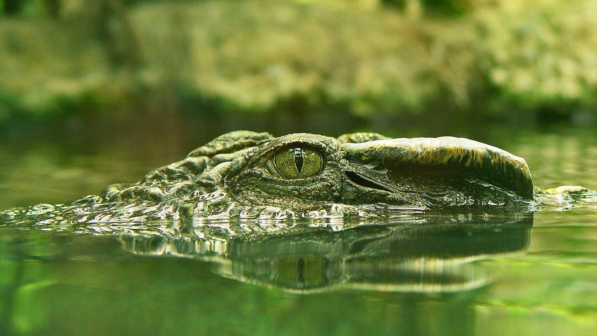 Crocodile Wallpapers Wallpaper Cave
