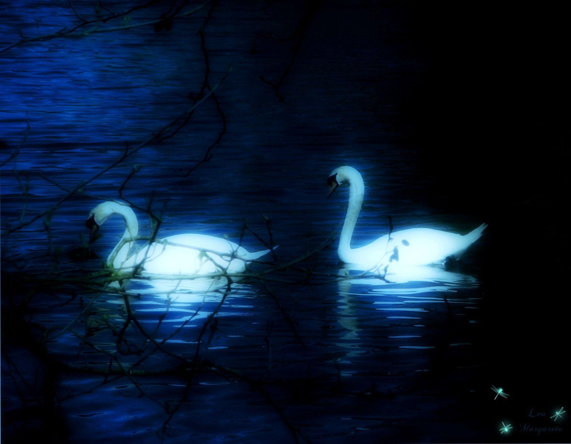 Swan Wallpapers Wallpaper Cave