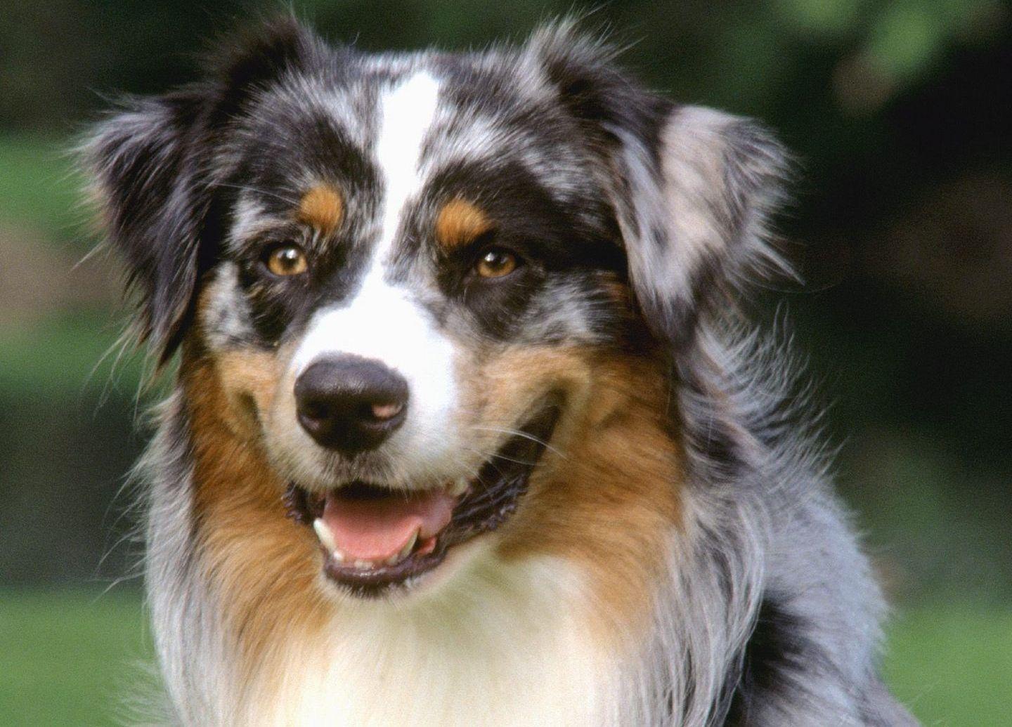 Australian Shepherd Wallpapers Wallpaper Cave