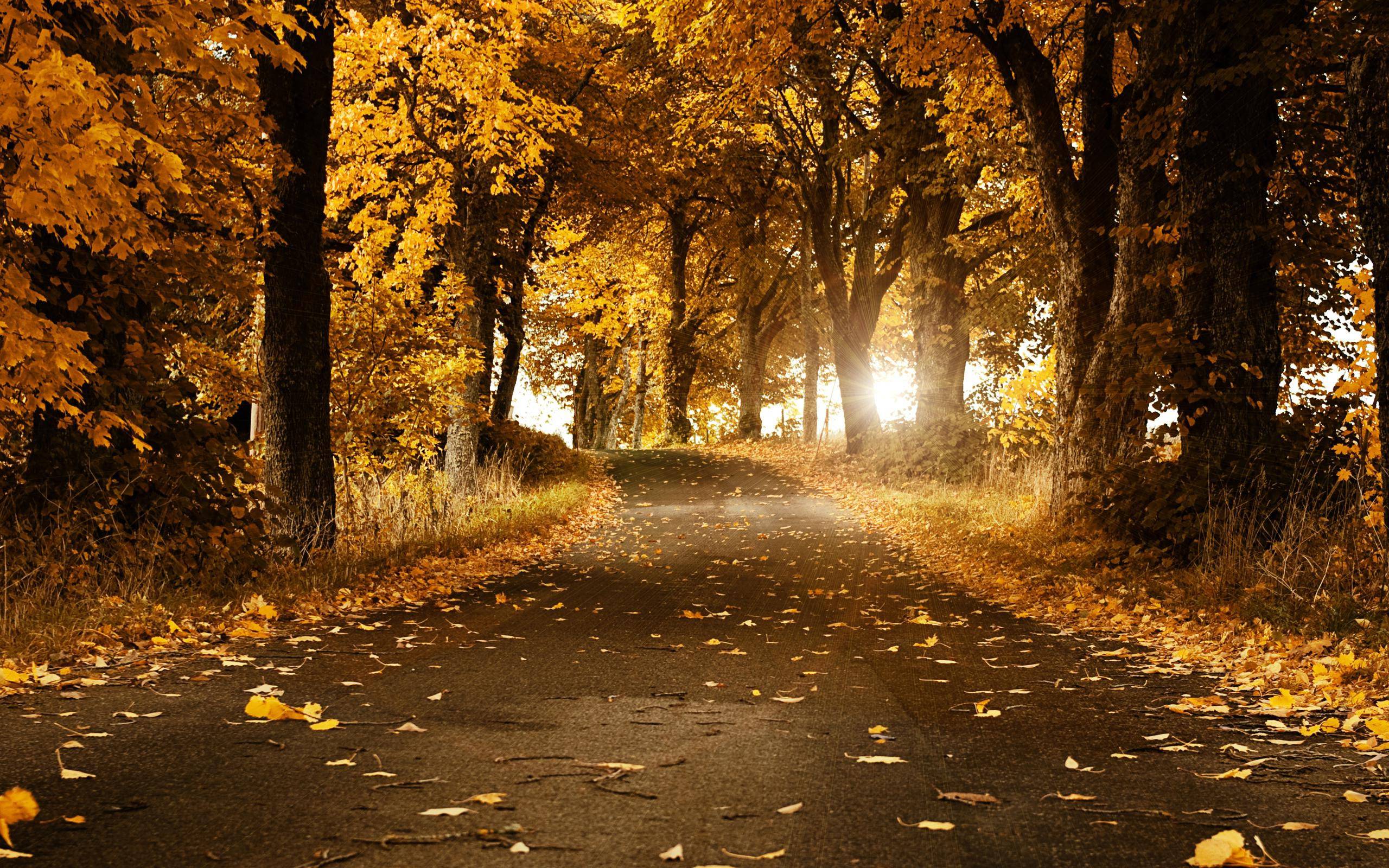 Beautiful Autumn Wallpapers Wallpaper Cave