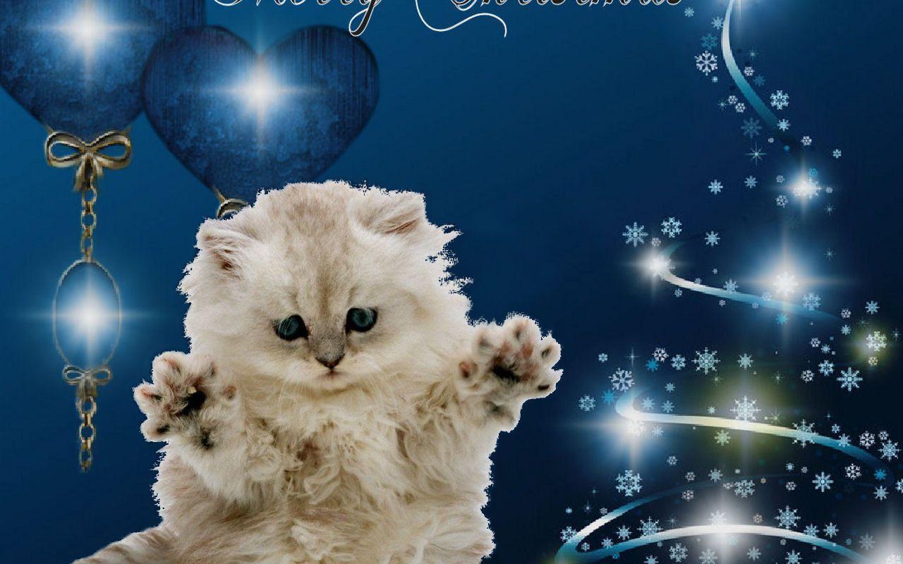 Christmas Cat Wallpapers Wallpaper Cave
