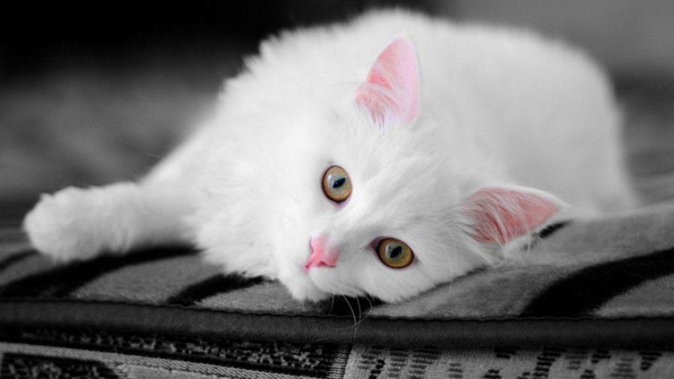 19+ Black And White Kitten Wallpaper Furry Kittens