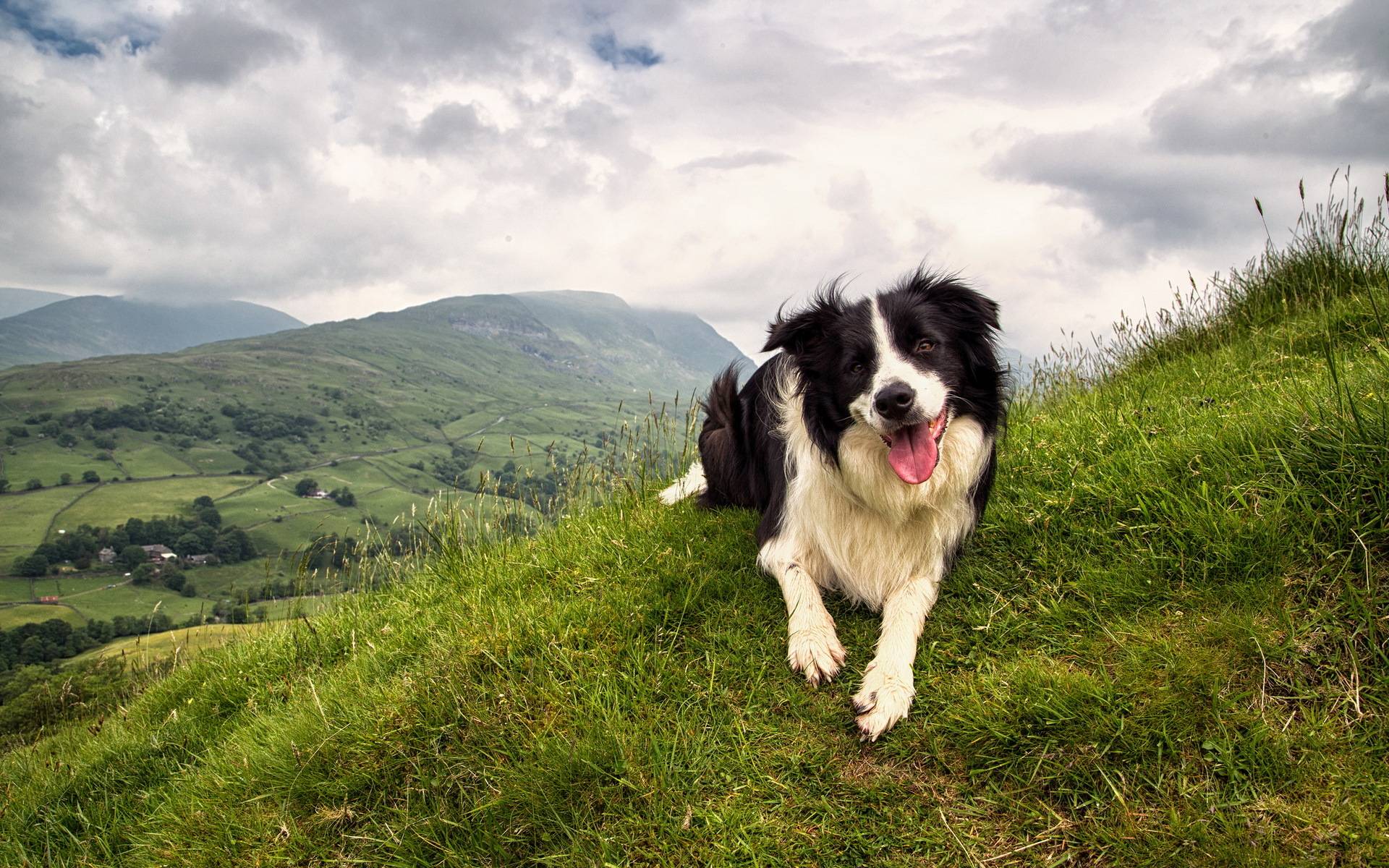 Border Collie Wallpapers Wallpaper Cave