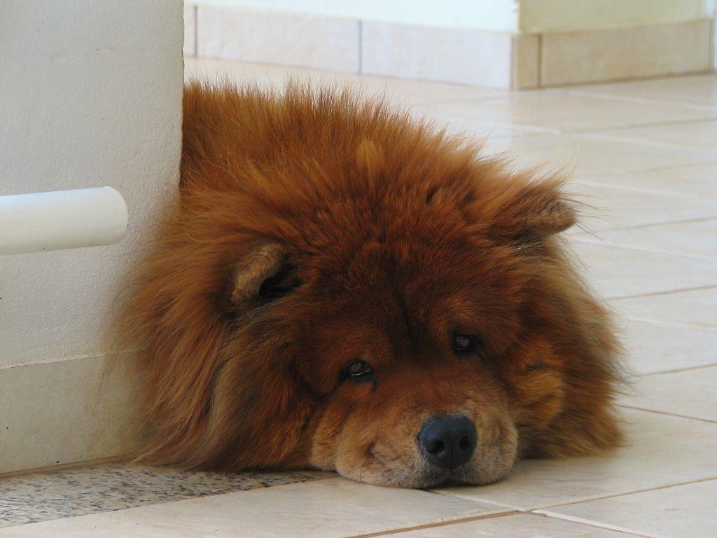 Chow Chow Wallpapers Wallpaper Cave