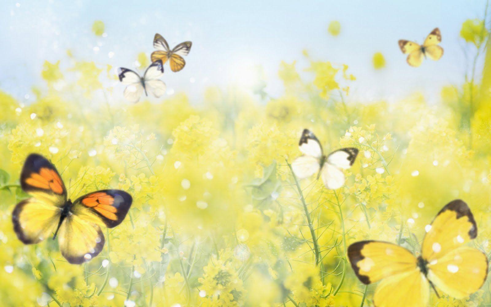 Butterfly And Flower Wallpapers Wallpaper Cave