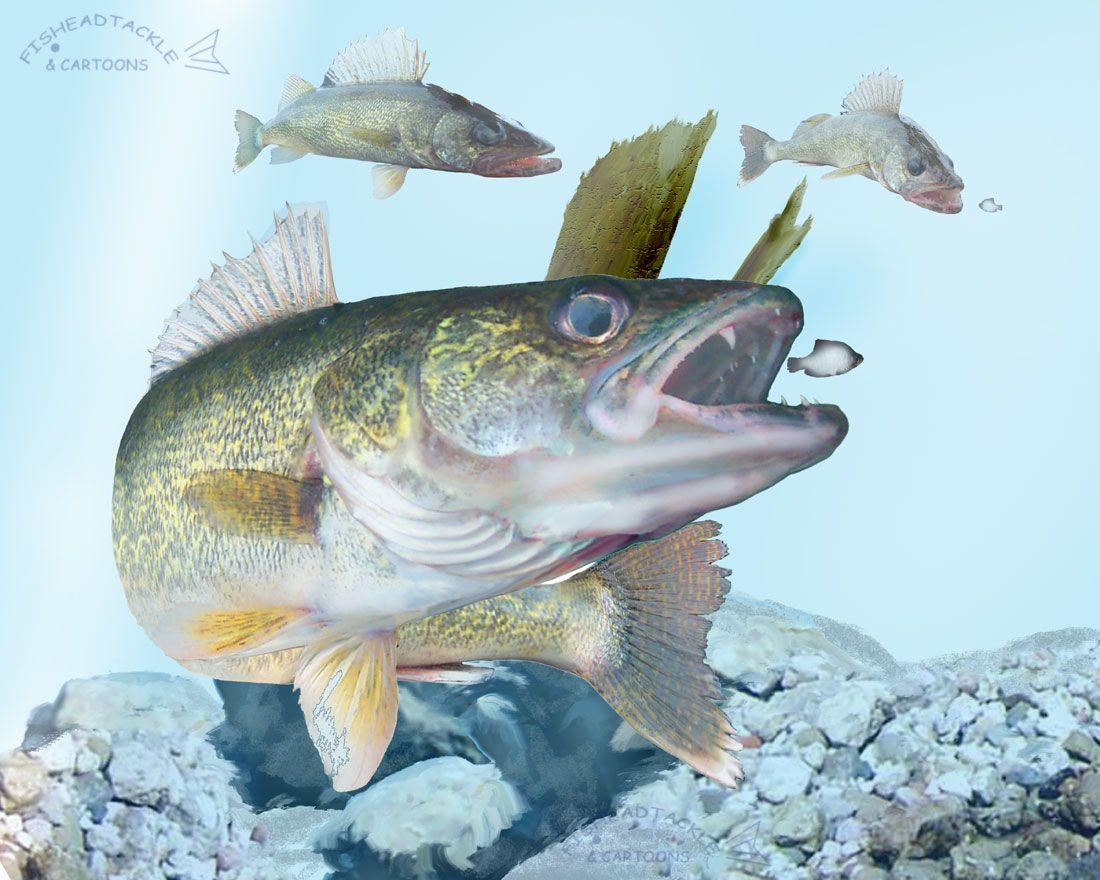 Walleye Wallpapers Wallpaper Cave