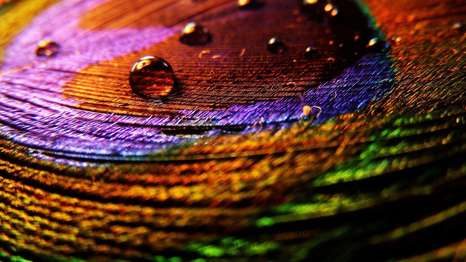 Peacock Feather Wallpapers Wallpaper Cave