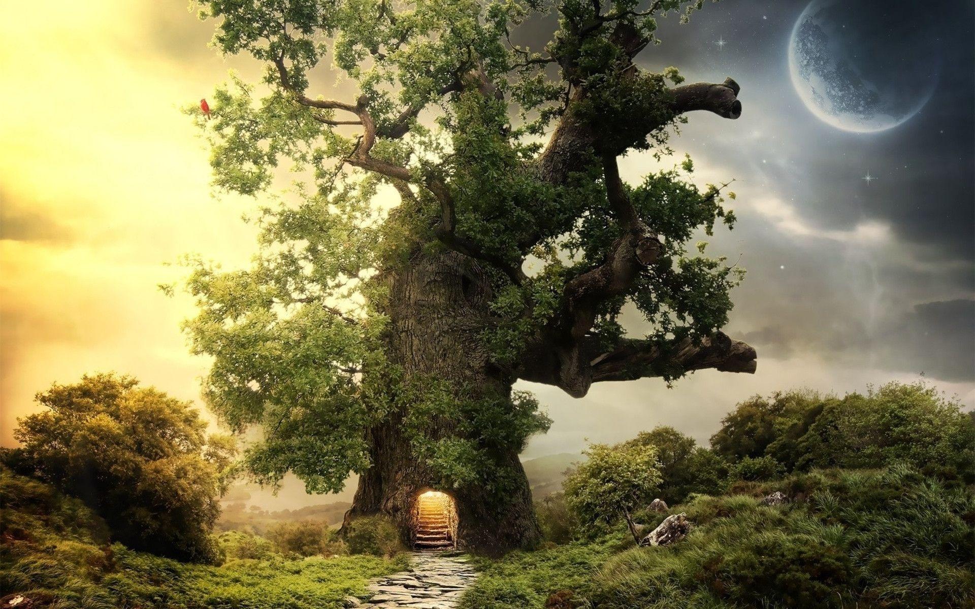 Oak Tree Wallpapers Wallpaper Cave