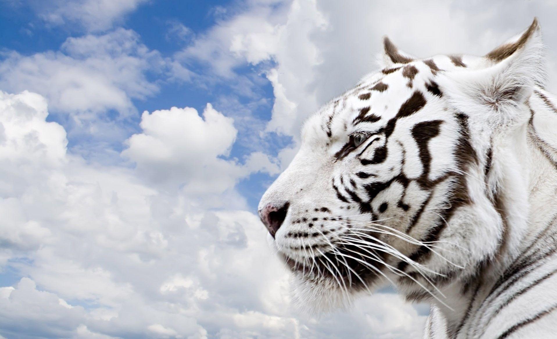 White Tiger HD Wallpapers Wallpaper Cave