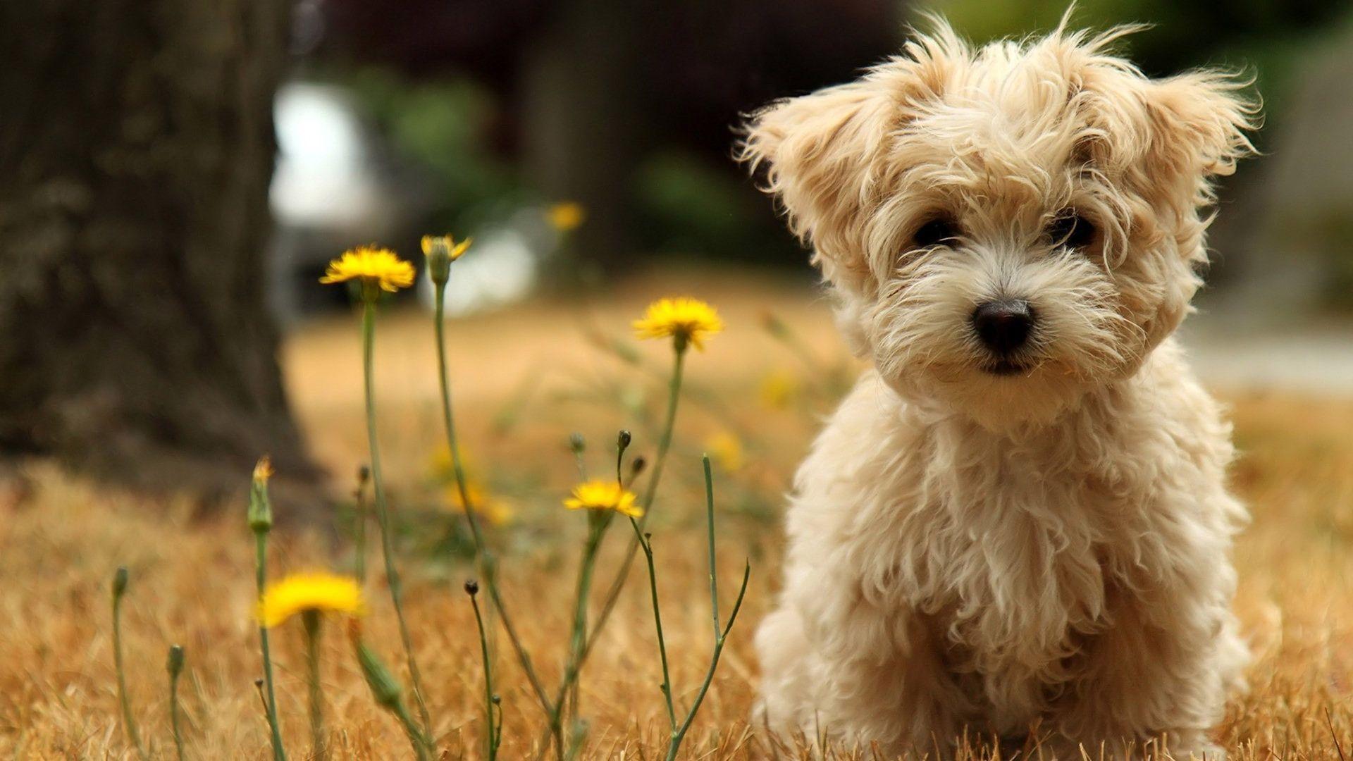 Cool Dog Backgrounds Wallpaper Cave