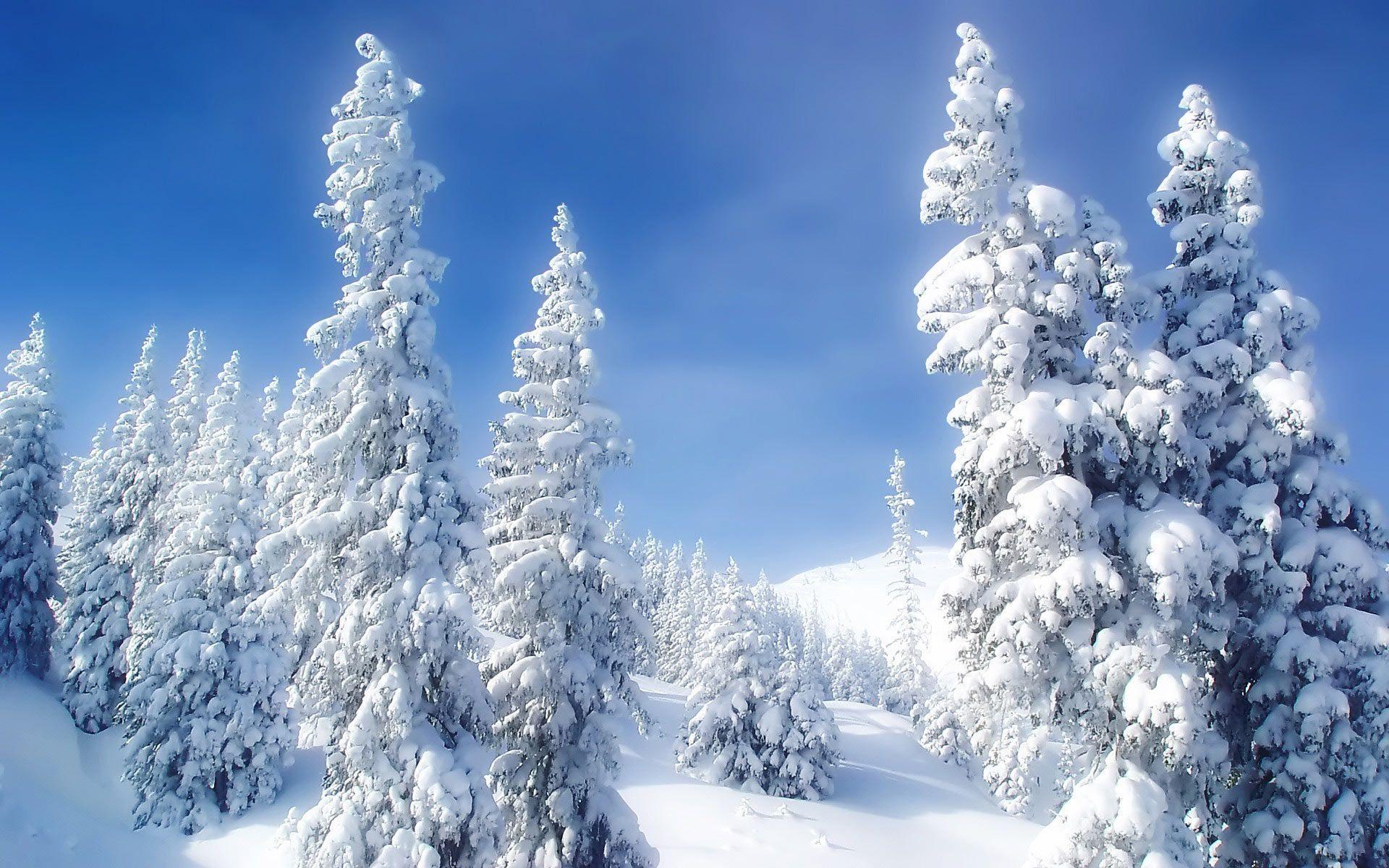 Snow Forest Wallpapers Wallpaper Cave