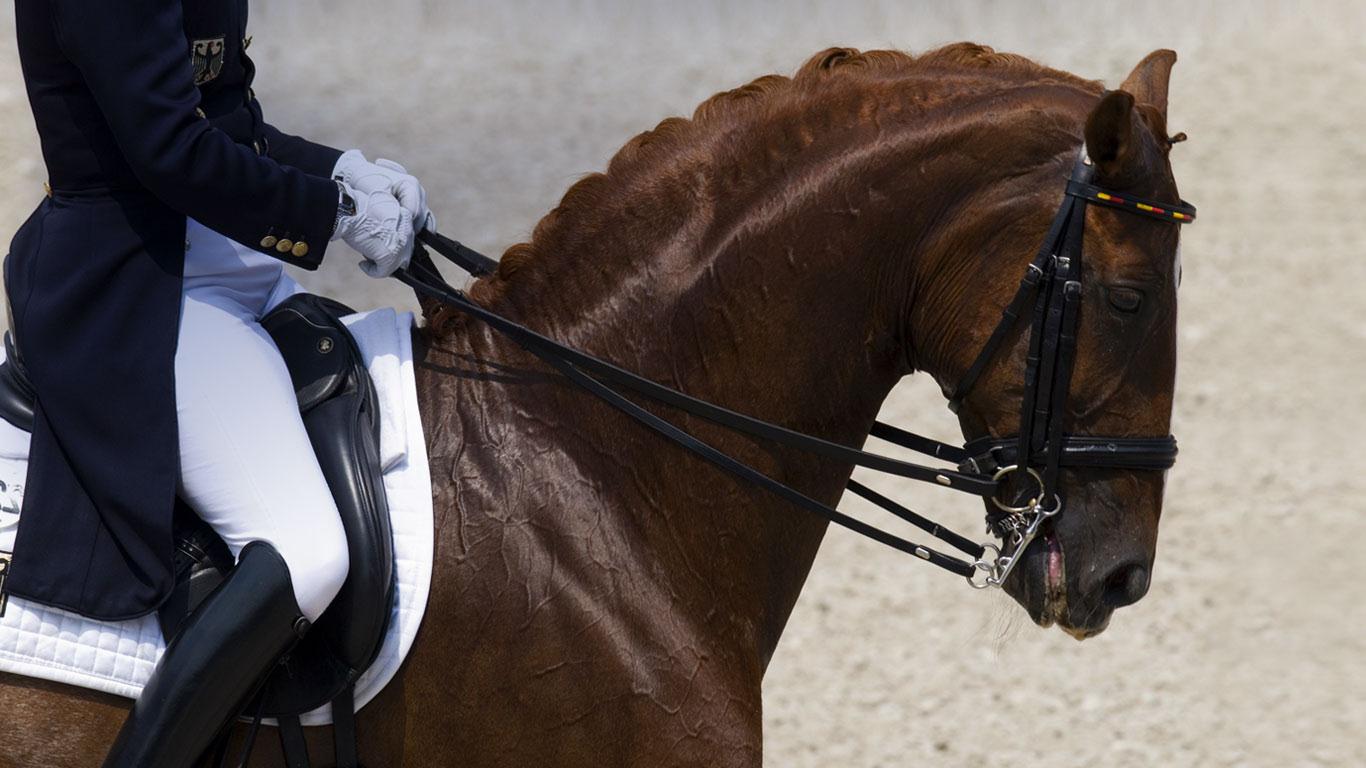 Dressage Horse Wallpaper