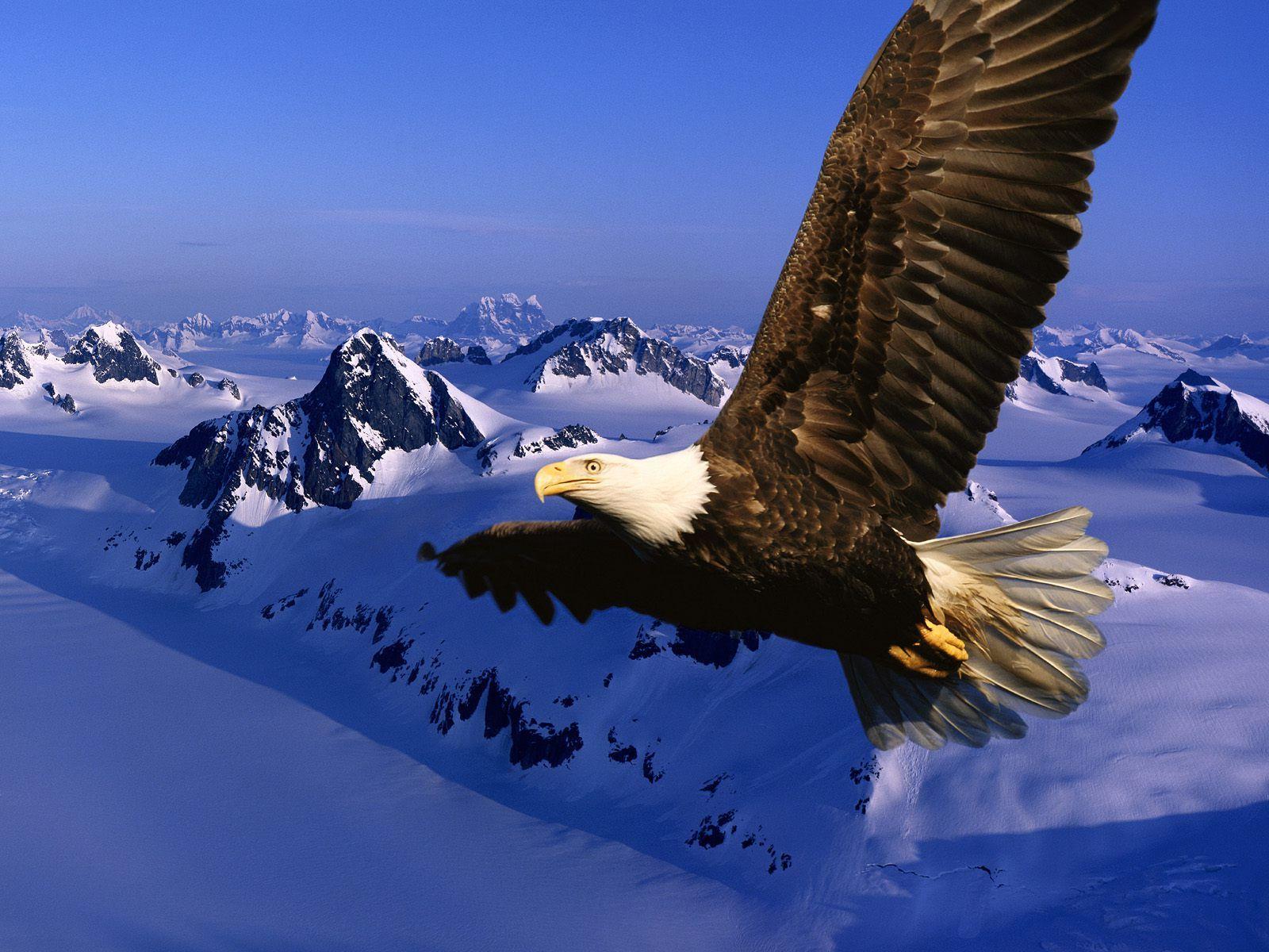 Eagles Desktop Backgrounds Wallpaper Cave