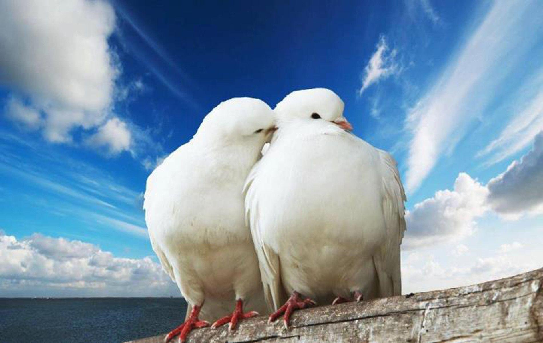 White Dove Wallpapers Wallpaper Cave