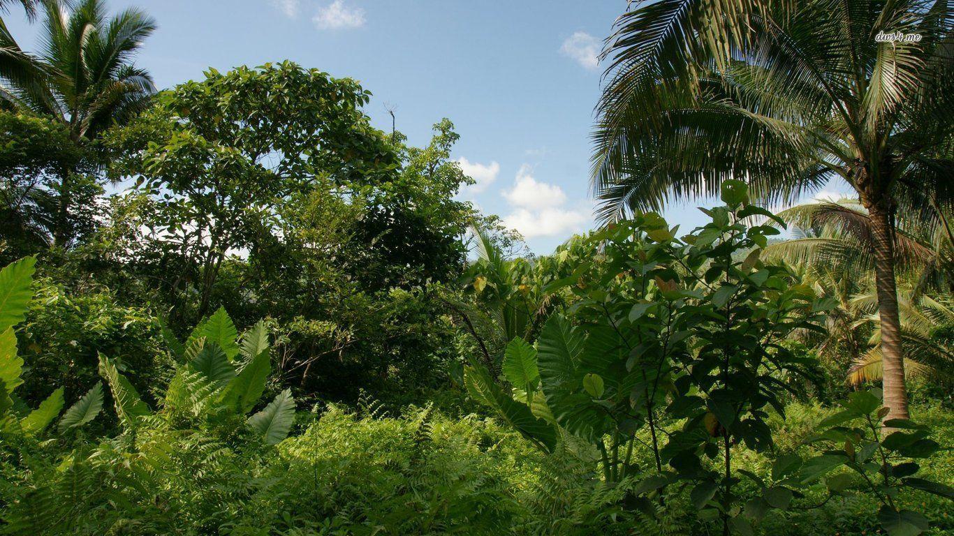 Jungle Wallpapers Wallpaper Cave