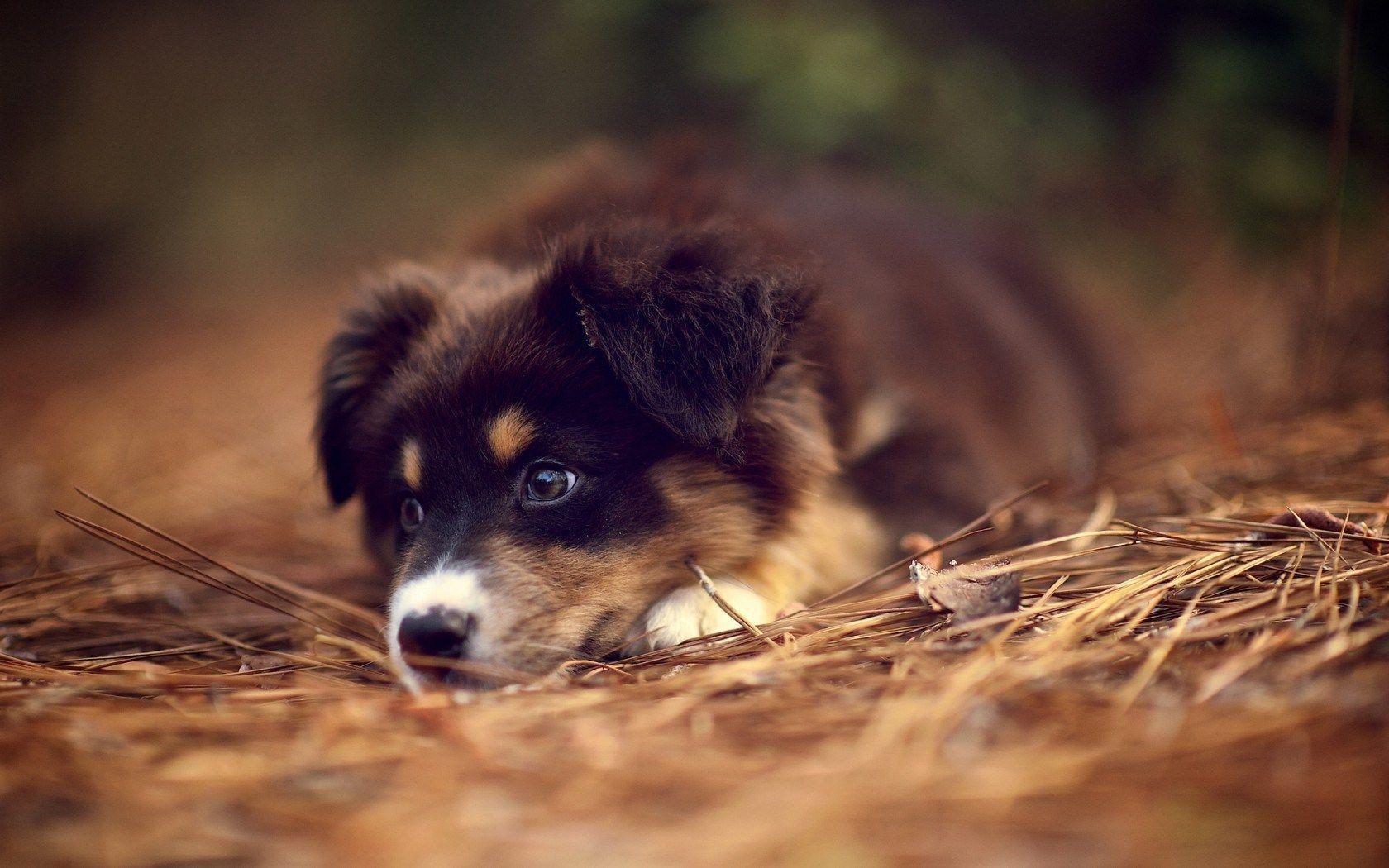 Australian Shepherd Wallpapers Wallpaper Cave