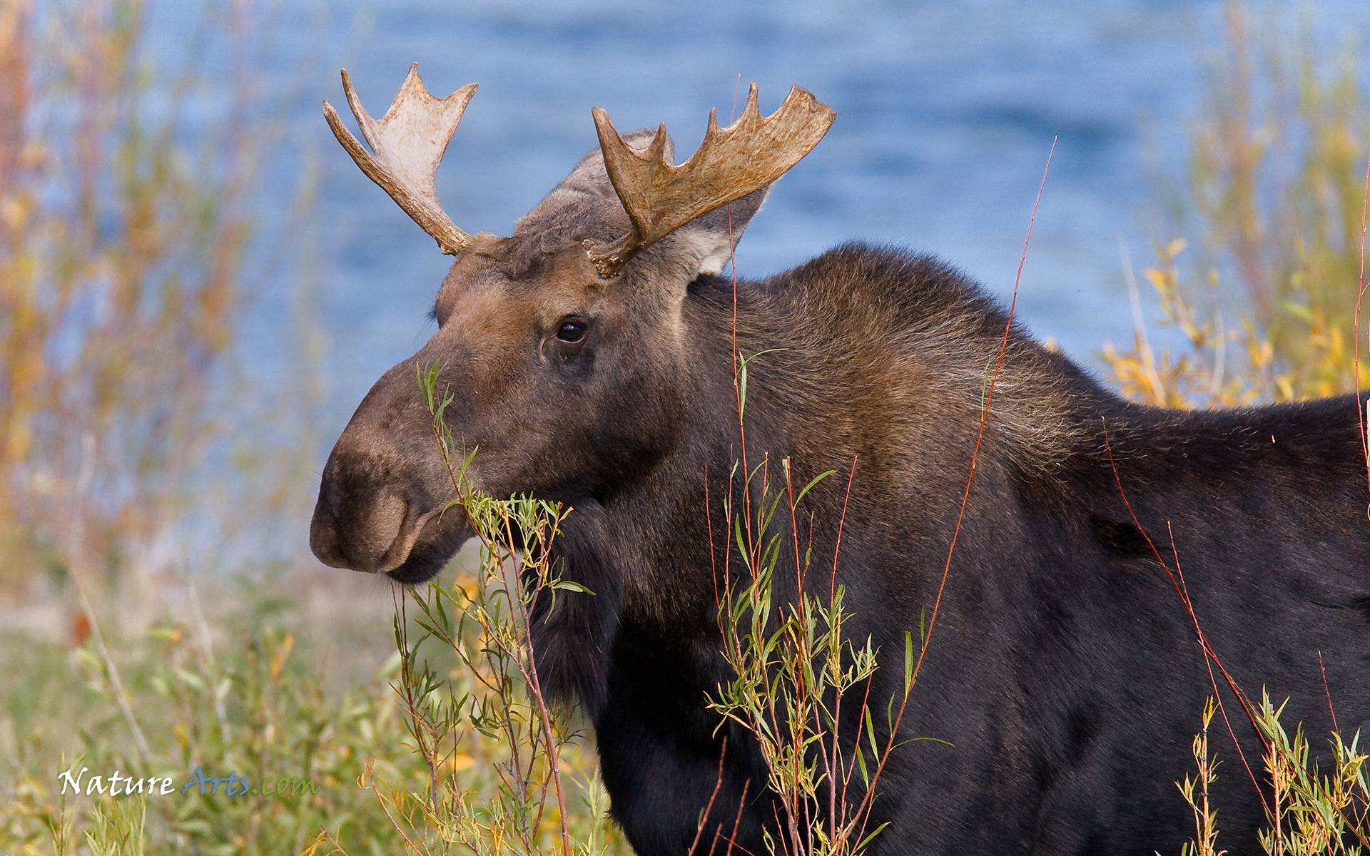 Moose Wallpapers Wallpaper Cave