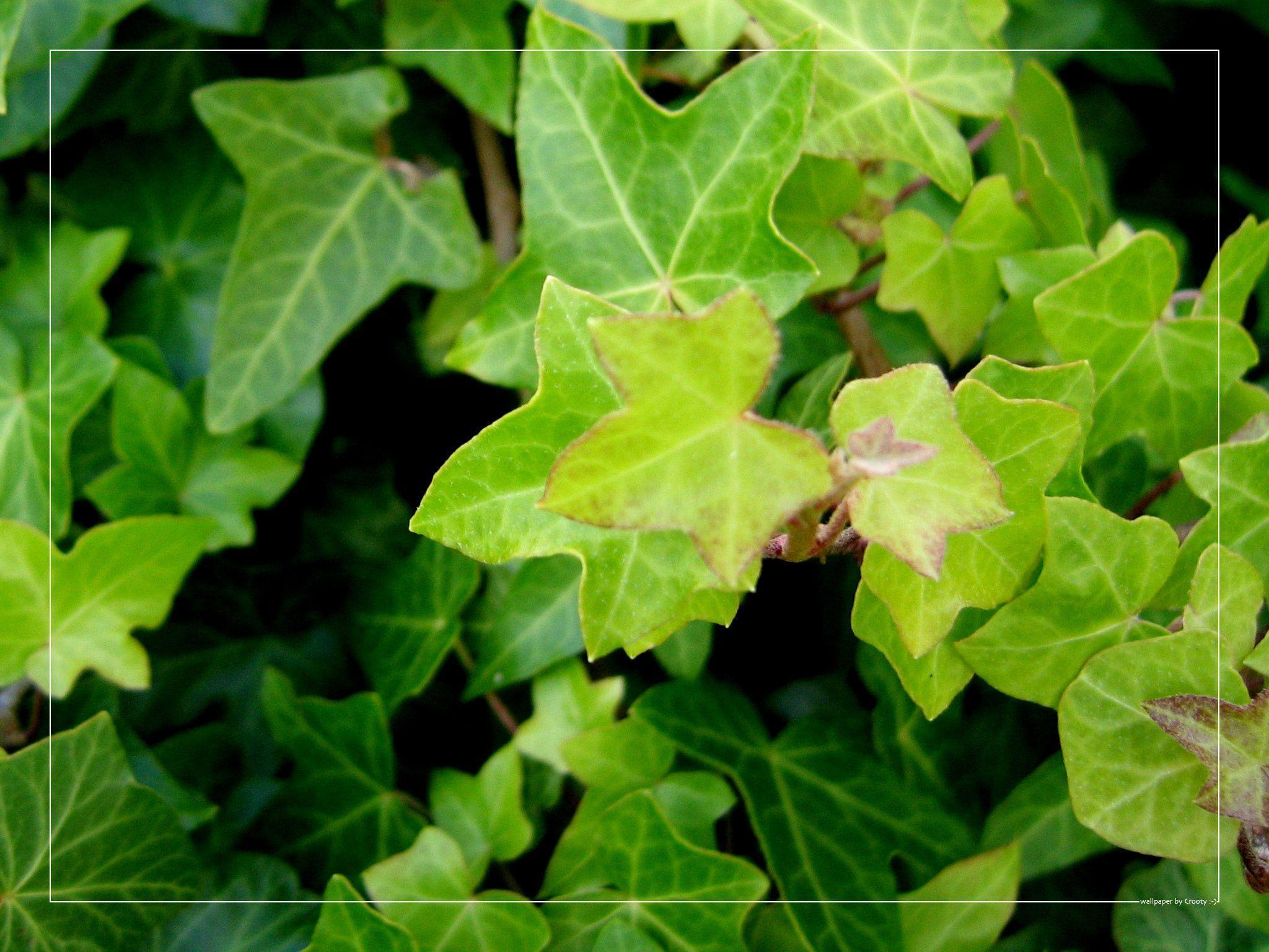 Ivy Wallpapers Wallpaper Cave