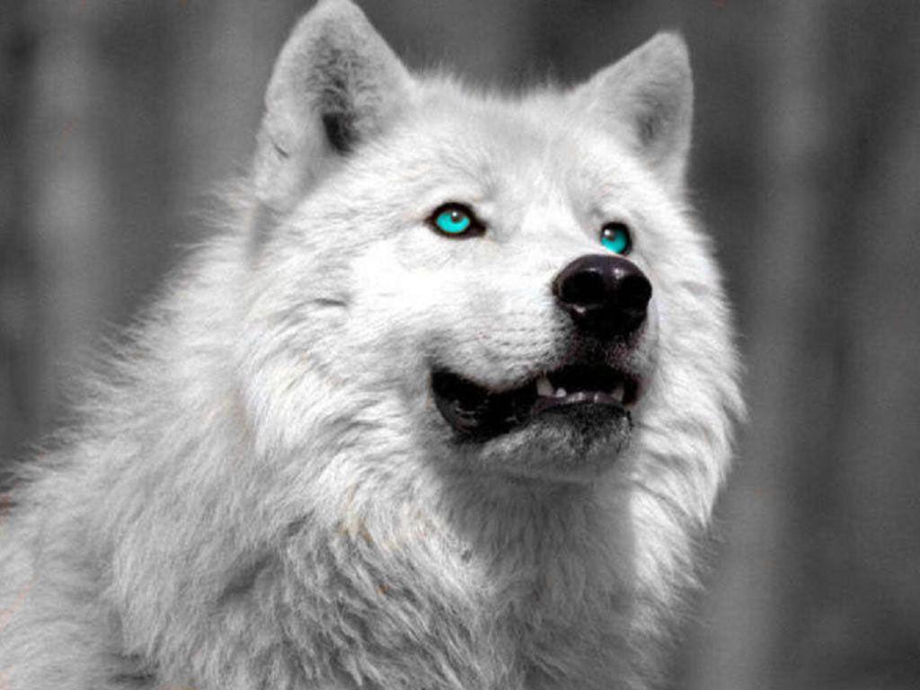 White Wolf Wallpapers Hd