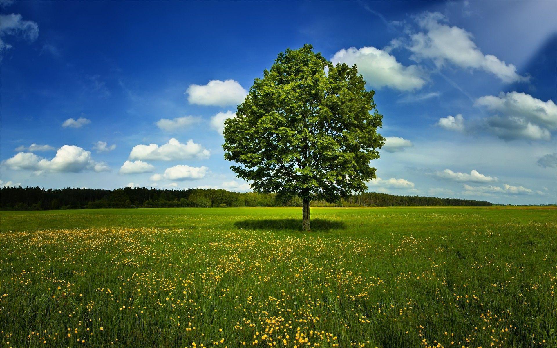 Tree Desktop Wallpapers Wallpaper Cave