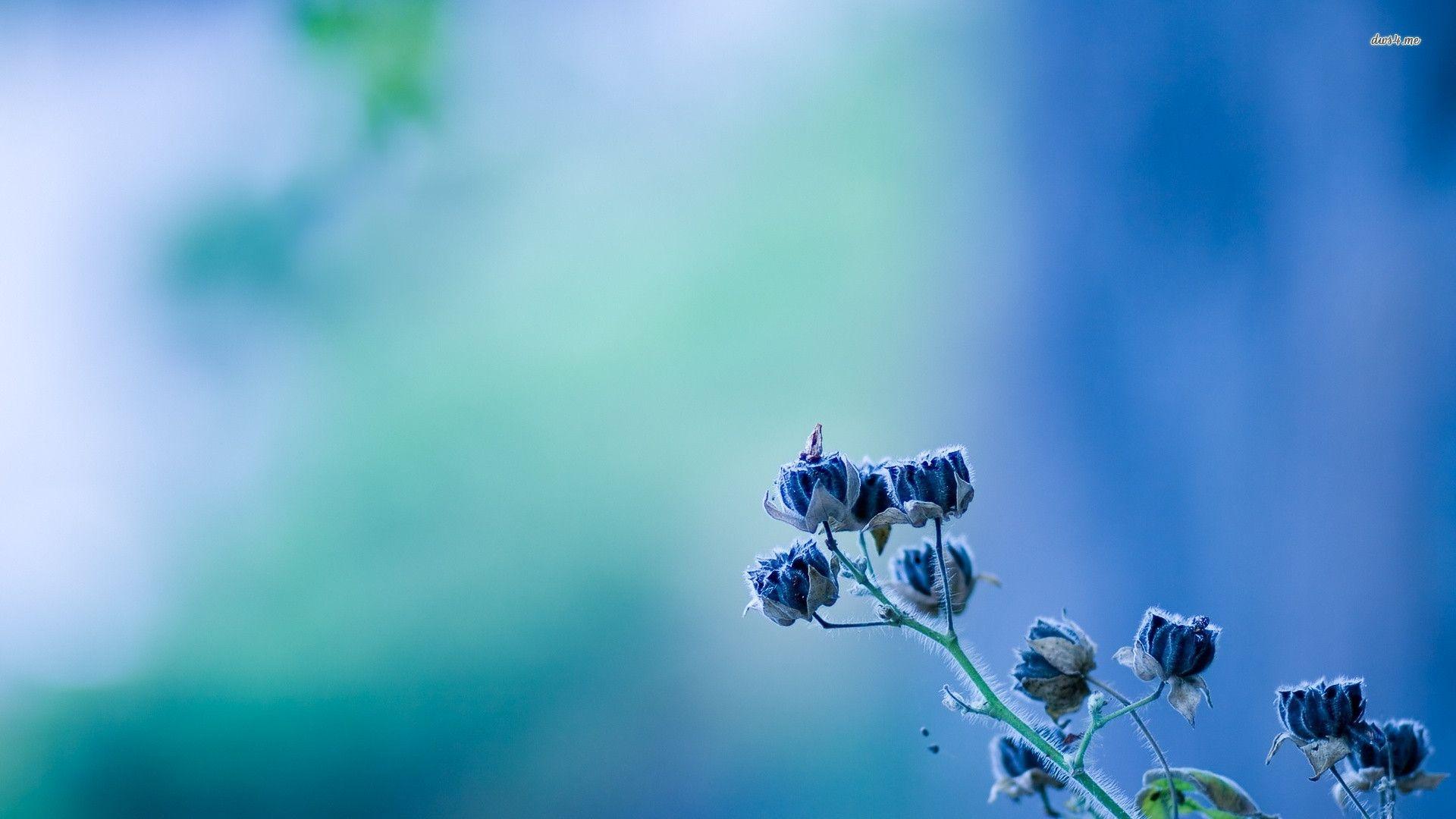 Blue Flowers Wallpapers Wallpaper Cave